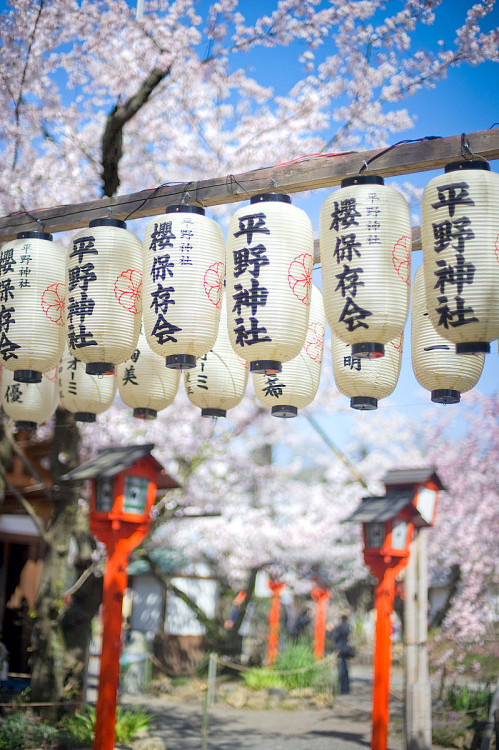 minuga-hana: The Lamps and the Sakura by stuckincustoms