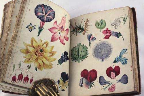 michaelmoonsbookshop:wonderful antique botanical manuscript illustrated with original water colours 