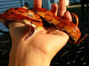 earthandanimals:Yawning snakes are the best.OMIGOSH HE’S SO CUTE