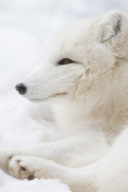 magicalnaturetour:  Arctic Fox Side Profile