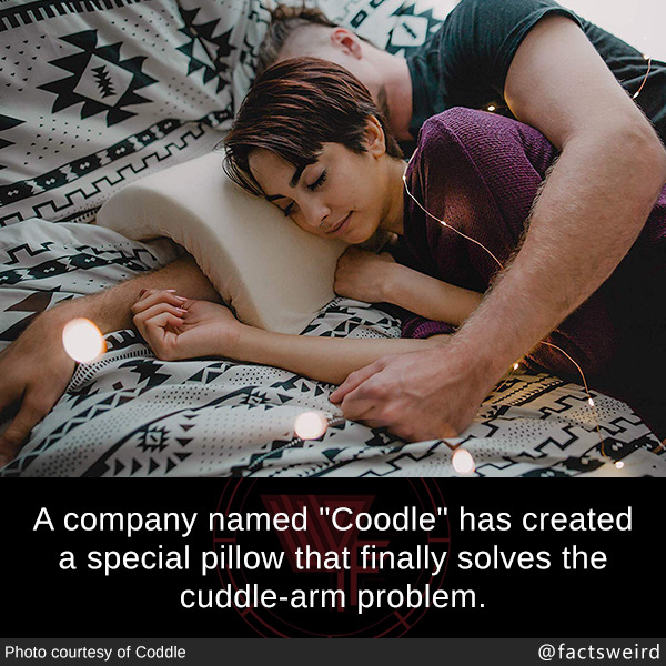 coodle cuddle pillow