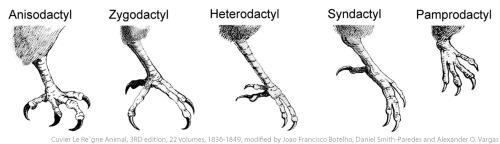 a diagram showcasing the different toe arrangements bird feet comes in which are, from left to right, Anisodactyl, Zygodactyl, Heterodactyl, Syndactyl, and Pamprodactyl