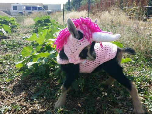 babygoatsandfriends: The mythical goaticorn Via brokenshovels and eltfarms