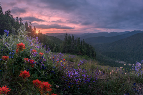 amazinglybeautifulphotography:Purple Mountains Majesty… The wildflowers of Mount Hood [OC][3000x2000