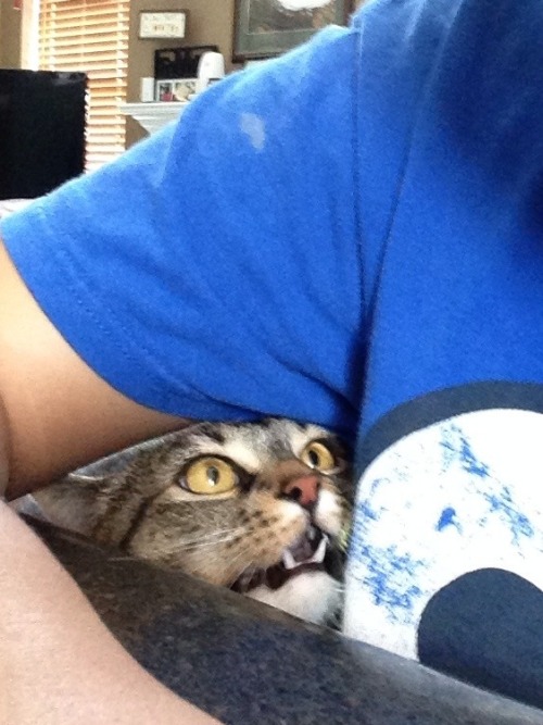 choo-choo-mofos: My cat wanted attention