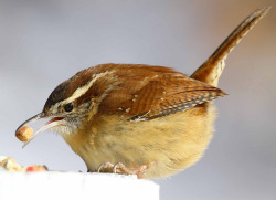 peregrineinastoop:  Carolina Wren by George