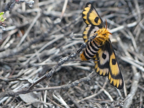 onenicebugperday:Western sheep moth,Hemileuca eglanterina, SaturniidaeFound in the western United St