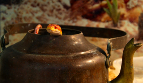 adorablesnakes:Bubbles, in her teapot cave.