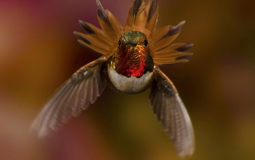 crossconnectmag: Vivid Hummingbird Close-ups Reveal Their Incredible BeautyWhen it comes to birds, t