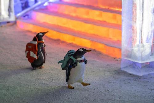 waevin:fakehistory:Penguins attend classes on the first day of school at the University of Antarctic