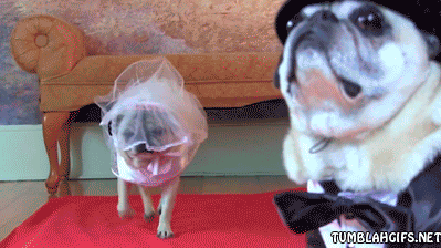 memewhore:  pleatedjeans:  18 Animals Way More in Love Than You’ll Ever Be  Well that caption was just hurtful and unnecessary *cries* 