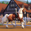equestrian-essencials