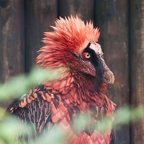 pinkeyedrabbit:  I think bearded vultures are really interesting. In the good way,