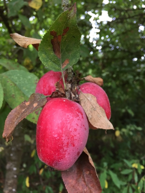 5-and-a-half-acres:Crab apples.