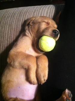 tastefullyoffensive:  He fell asleep with