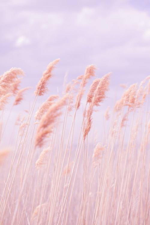 renamonkalou:Dreamy Pastel Beach Grass |Poppy Thomas-Hill