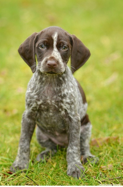 topruper:  German shorthaired pointer puppy, Bailey :)