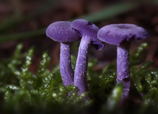 Okay, but can we just appreciate how aesthetically pleasing mushrooms are?