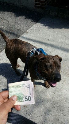 donnieboyy:  note-a-bear:   Reblog the money dog in 50 seconds and money will find you   Gimme my money 