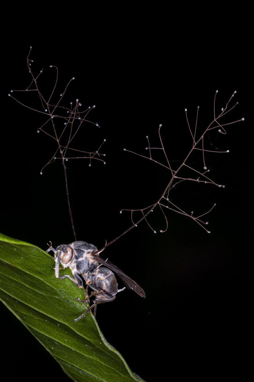 end0skeletal-undead:Cordyceps fungus on a planthopper and paper waspPhotos byFrupus