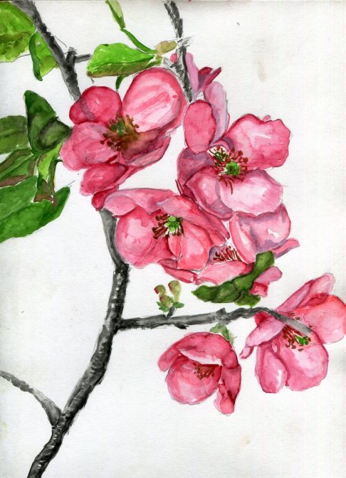 havekat:  Quintessentially LovelyWatercolor, Gouache and Chinese Ink On Paper2017, 9″x 12″Pink Flowering Quince Blossoms, Chaenomeles