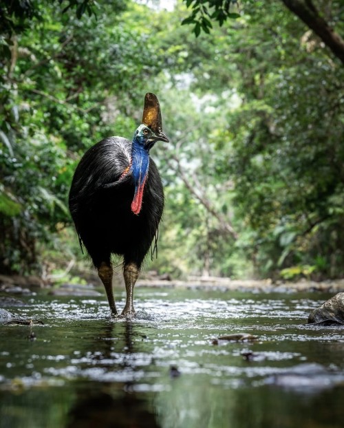 Southern Cassowary (Casuarius Casuarius), Family Casuariidae, Order Casuariiformes, Northern QLD, Australia