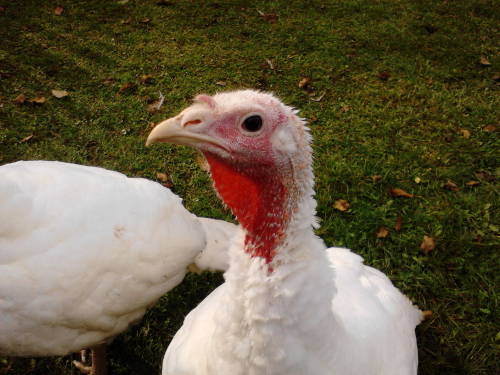 Turkey..female And Cuple.... Kind A Surprized....