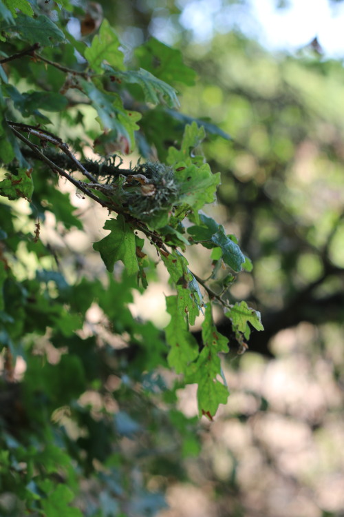 Here’s a post just about leaves in the Cosumnes River Preserve. I had heard about this area fo