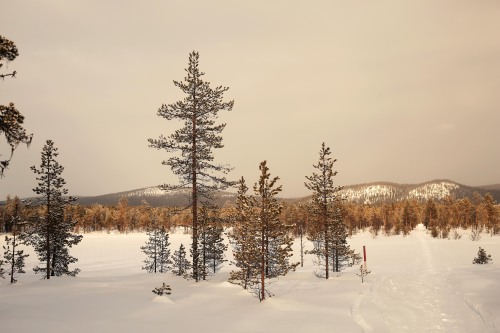 Örnäs, Västerbotten, Sweden. 