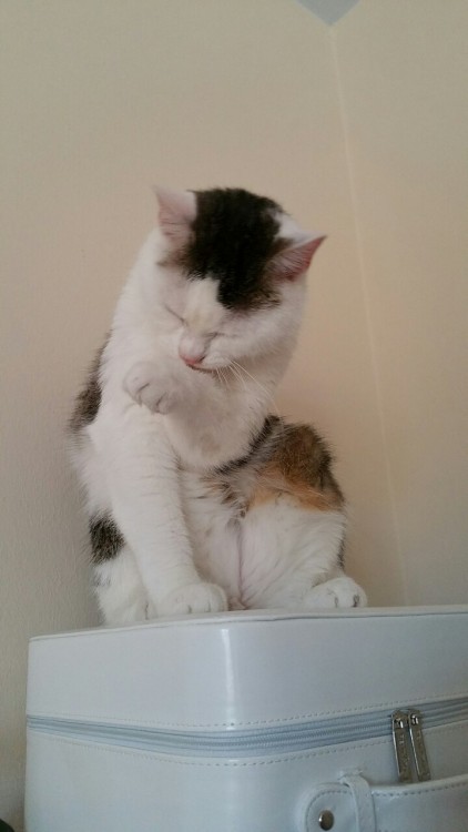 luluthekitten: This is how Rocky uses his feline flexibility to reach the harder to lick places.