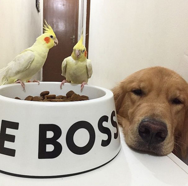 tastefullyoffensive:  Bob the golden retriever is best friends with eight birds and