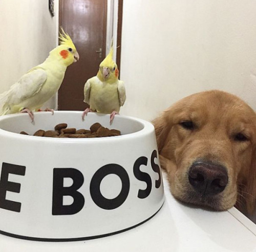 tastefullyoffensive:Bob the golden retriever is best friends with eight birds and a hamster.(photos 