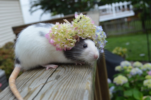 interstellar-space-cadet: karasratworld:Remi tried to run underneath the flowers and they got stuck 