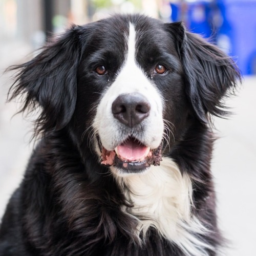 thedogist: Crunch, Bernese Mountain Dog/Labrador Retriever mix (5 y/o), Little Burgundy, Montreal, Q