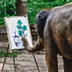 ghostwith-a-beatingheart:  wonderous-world:  Artist by Carlos Vila Have you ever seen a painting of an elephant? Probably. What about a picture of an elephant painting a painting of an elephant? No? Well meet Suda who lives in Maetaeng Elephant Park in