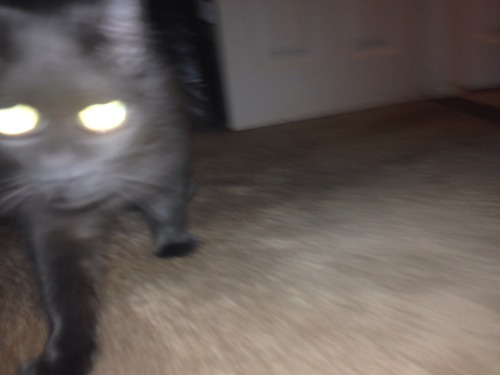 My demonic cat sneaking up on me in the dark