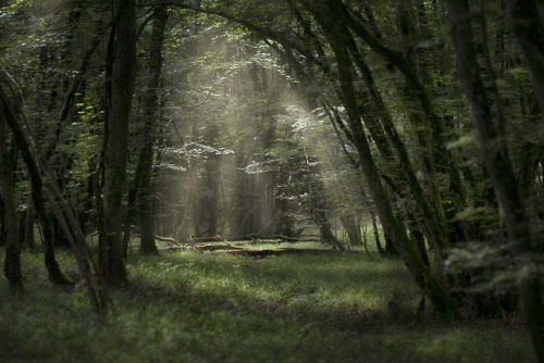 silvaris:La petite clairière by Yannick MoigneThe Old Forest