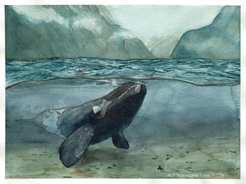 blackseafoam: Aukland Tides. Eubalena australis. Watercolor