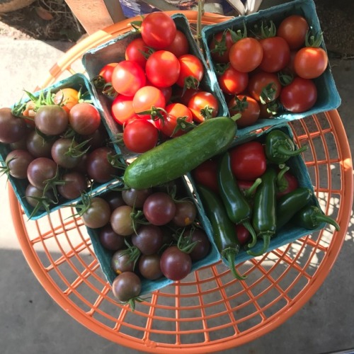 Sunday morning harvest: tomatoes, jalapeños, peppedew peppers, and a cucumber.