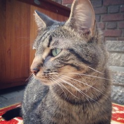 unjellifiedblaine:  Contemplating life. #cat #catsofinstagram #lillycat