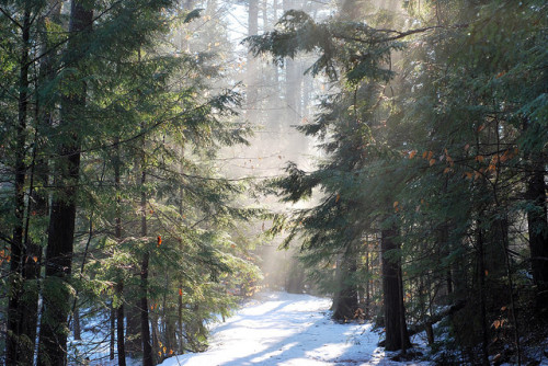 magic forest by thisemily on Flickr.