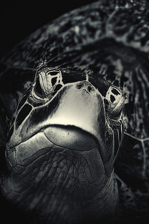 l0stship:  Turtle Diary by Hengki Koentjoro (source)
