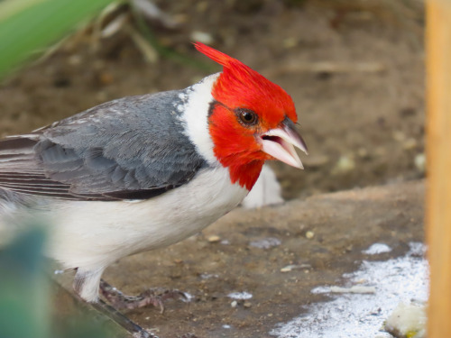  Cardeal/Red-crested Cardinal Paroaria coronata 