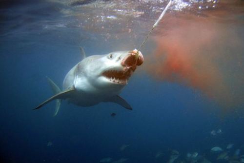 The great white shark is supremely adapted to finding and hunting prey.  Specialised sensory organs 