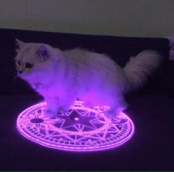 popularbussy: She has been summoned