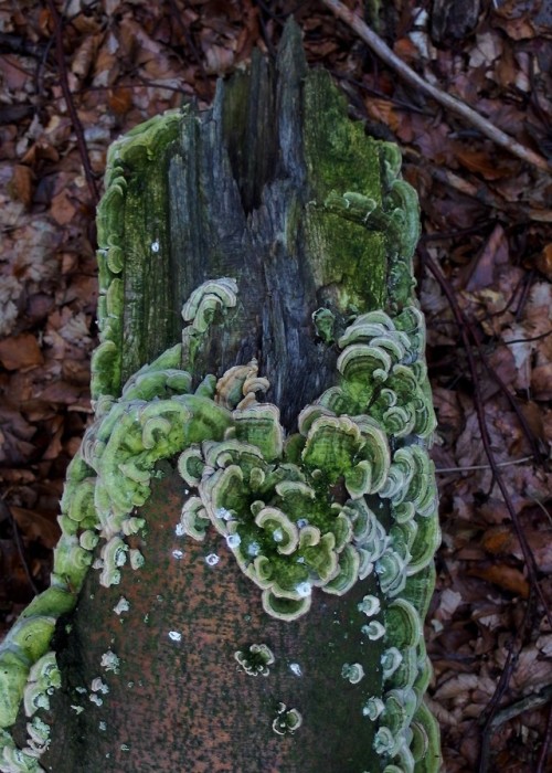 following-paths:Outkovka pestrá  (Trametes versicolor )