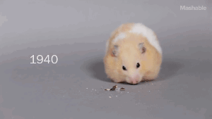 hvlth-gxth: gifsboom:  100 Years of Hamster Beauty in 60 Seconds.  SHE DID THAT!! 