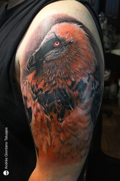 Red Bearded Vulture Wallpapper by Sennexx on DeviantArt