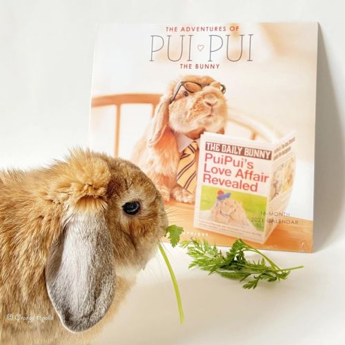 The Adventures of Pui Pui the Bunny 2021 Wall Calendar &amp; BenBen BenBen was hospitalized last