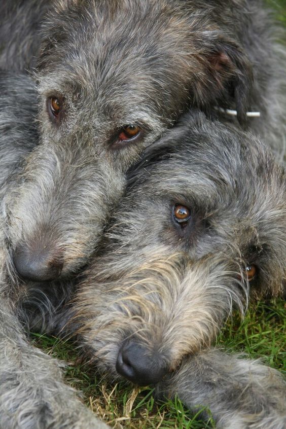 beautifullybroken65:  So Sweet🐾